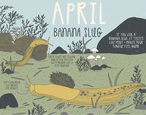 An illustrated image of several banana slugs moving across the grass and a log with mushrooms and other leaves. The words on the image are facts about banana slugs. Banana Slug, Illustrated Postcard, Unicorn Farts, No Pen, Adorable Illustration, Printable Postcards, Postcard Template, Postcard Printing, A Banana