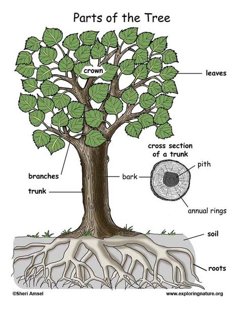 Learn about Trees and Plants on Exploringnature.org Parts Of A Tree, Tree Parts, Trees For Kids, Tree Diagram, Tree Study, The Giving Tree, Save Trees, Creative Curriculum, Arbour Day