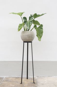 Iron plant stand Black Metal Plant Stand, Plant On Pedestal, Hallway Update, Ideas De Closets, Plant Stand Metal, Black Plant Stand, Plant Pedestal, Iron Plant Stand, Iron Stools