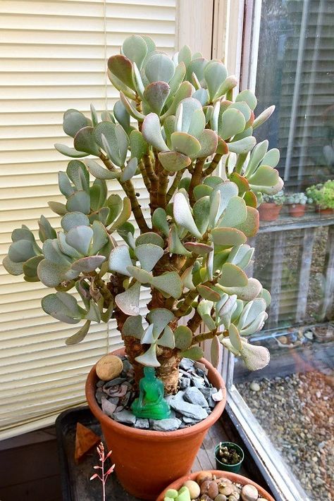 Jade Succulent, Small House Garden, Companion Planting Vegetables, Herb Containers, Jade Plant, Container Vegetables, Herb Garden Design, Vertical Garden Diy, Jade Plants