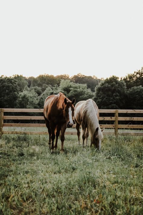 Farmstead Aesthetic, Farmland Aesthetic, Heartland Aesthetic, Horses In A Field, Country Girl Aesthetic, Horse Riding Aesthetic, Country Girl Life, Country Aesthetic, Choose Kindness