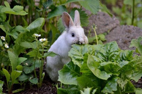 Rabbit Garden, Rabbit Toys, Animal Projects, Plants And Flowers, Stardew Valley, Beatrix Potter, Hamsters, White Rabbit, Sweet Animals