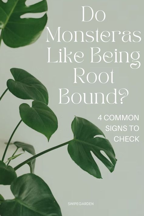 Are you wondering if your Monstera likes being root bound? Check out these 4 common signs to find out! #gardeningtips #greenthumbs #monstera #rootboound #root #commonsign Monstera Repotting, Monstera Plant, Top Soil, It's Hard, Plant Life, Gardening Tips, The Truth, Indoor Plants, House Plants