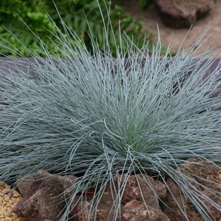 Festuca glauca Intense Blue ('Casblue') (PBR) Festuca Glauca Intense Blue, Garden Border Plants, Festuca Glauca, Blue Fescue, Plants Uk, Growing Grass, Mediterranean Plants, Gravel Garden, Border Plants