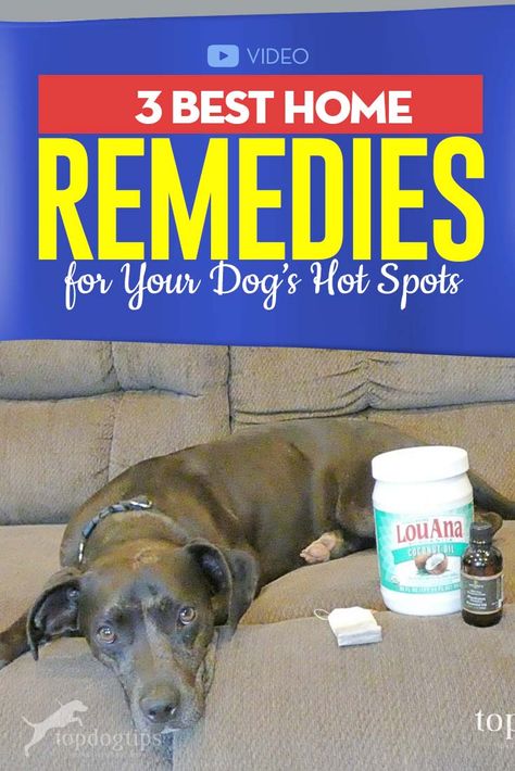 The 3 Best Hot Spot Dog Home Remedy Treatments – Top Dog Tips Hot Spots On Dogs, Dog Itching Remedies, Dog Hot Spots, Dog Remedies, Spotted Dog, Dog Itching, Dog Health Tips, Dog Home, Dog Tips