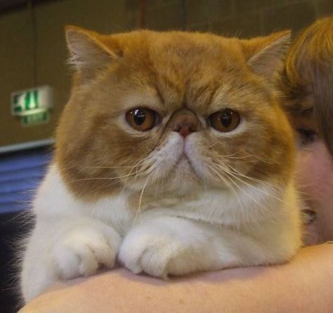 Exótico | Tudo Sobre a Raça de Gato Exótico Gatos Cool, Exotic Shorthair Cat, Cat Ages, Gallery Ideas, Exotic Cats, Exotic Shorthair, Cat Pajamas, Fancy Cats, Cuddly Animals