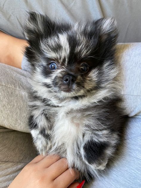 Pomeranian Mix Puppies, Dr Pets, Blue Merle Pomeranian, Merle Pomeranian, Black Pomeranian, Pom Mom, Pom Dog, Pomeranian Mix, Cute Pomeranian