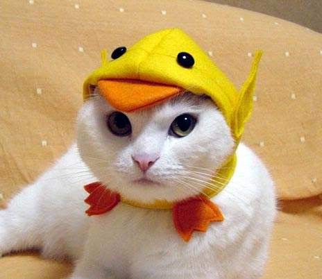 I have a hat like this for Sharky but it's a fish. He has just about the same disdainful expression on his face when I make him wear it Funny Pet Costumes, Cat Dressed Up, Modern Cat Tree, Funny Cat Wallpaper, Cat Halloween Costume, Cat Selfie, Funny Animal Photos, Cute Cats Photos, Yellow Duck