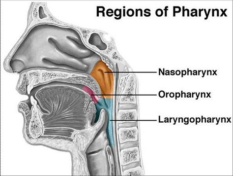 laryngopharynx | Laryngopharynx | Flickr - Photo Sharing! Slp Anatomy, Speech Anatomy, Voice Disorders, Throat Anatomy, Hyoid Bone, Respiratory System Anatomy, Medical Slp, Soft Palate, Study Stuff