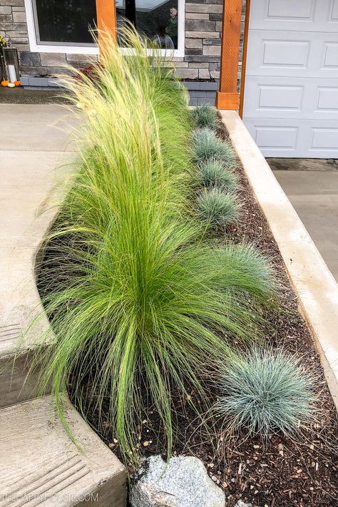 Lemon Grass Landscaping Ideas, Front Yard Landscaping Before And After, Front Of House Bushes, Front Yard Exterior, Hedge Bushes, Bushes In Front Of House, Yard Planters, Garden Notes, Desert Gardens