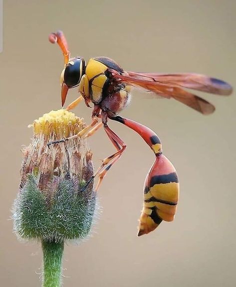 Bug Reference, Bug Character, Weird Insects, Regard Animal, Insect Photos, Cool Insects, Insect Photography, Bees And Wasps, Cool Bugs