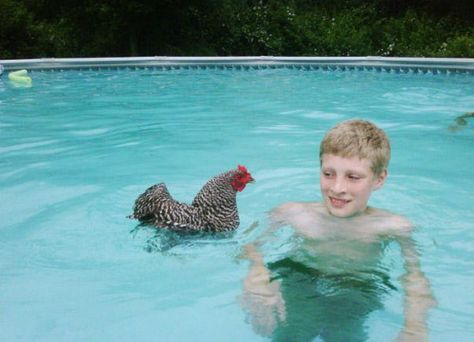 Swimming Chicken, Rhode Island Red Hen, Funny Chickens, Chickens And Ducks, Crazy Chicken, Crazy Chicken Lady, Chicken Lady, Chickens And Roosters, Chicken Humor