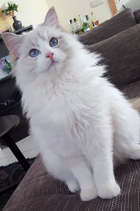 ragdoll cat colors - Blue Cream Point Blue Point Cat, Cute Kitten Pictures, Bicolor Ragdoll, Ragdoll Cat Colors, Blue Point Ragdoll, Ragdoll Cat Breed, Domestic Cat Breeds, Dream's Cat, Rare Cats