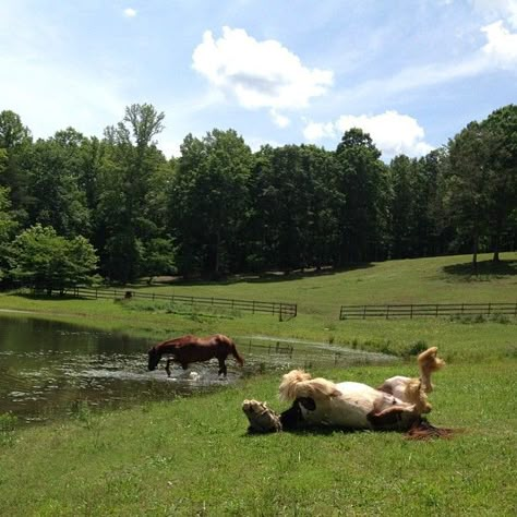 Horses In Front Yard, Farm Horses Country Living, Horses On A Farm, Farm With Horses, Horses In Backyard, Horses On Farm, Horse Homestead, Farm In The Woods, Horse Pond