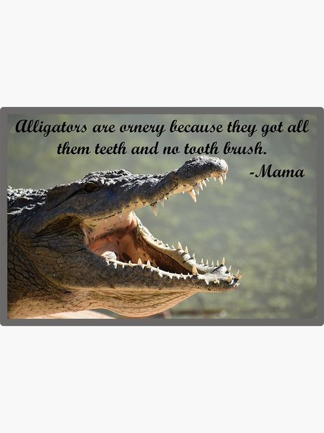 "Alligator Teeth | Water Boy | Mama Quotes" Sticker by TheCoffeyShop | Redbubble Boy Mama Quotes, Mama Quotes, Boy Mama, Quote Stickers, Alligator, Brushing Teeth, Sticker Design, Vinyl Sticker, Water Resistant