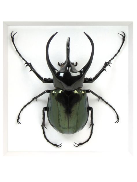 Beetle Reference Photo, Atlas Beetle Tattoo, Rhinosaurus Beetle, Beetle Photography, Insects Reference, Beetle Taxidermy, Atlas Beetle, Insect Reference, Bug Taxidermy