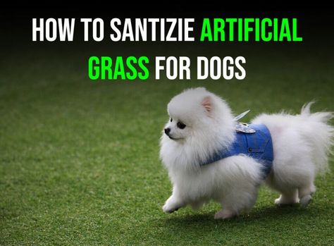 Don’t like commercial cleaners? Here are five all-natural ways to sanitize your artificial grass for dogs in Bend. Artificial Grass For Dogs, Pet Turf, Low Maintenance Pets, Synthetic Turf, Astro Turf, Natural Cleaners, Artificial Turf, Pet Safe, Artificial Grass