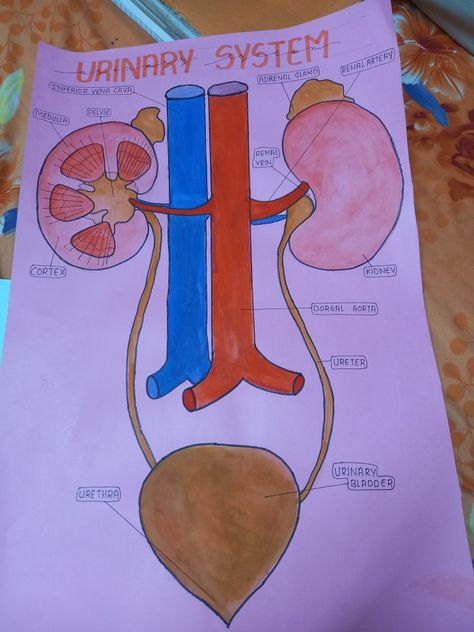 Biology Diagrams Ideas, Urinary System Drawing, Kidney Diagram, Human Body Science Projects, Biology Diagrams, Science Diagrams, Science Chart, Learn Biology, Heart Diagram