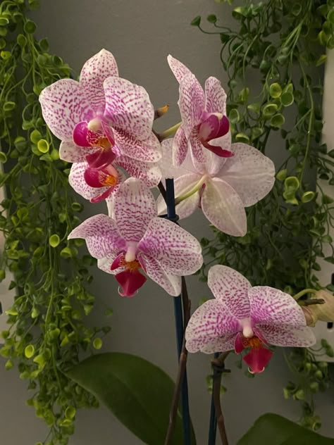 Orchid Aesthetic Flower, Orchids Aesthetic, Aesthetic Orchids, Orchid Bedroom Decor, Orchid Flower Aesthetic, Orchid Aesthetic, Flowers Aesthetic Orchids, Pink Orchids Centerpiece, Orchid Fairy