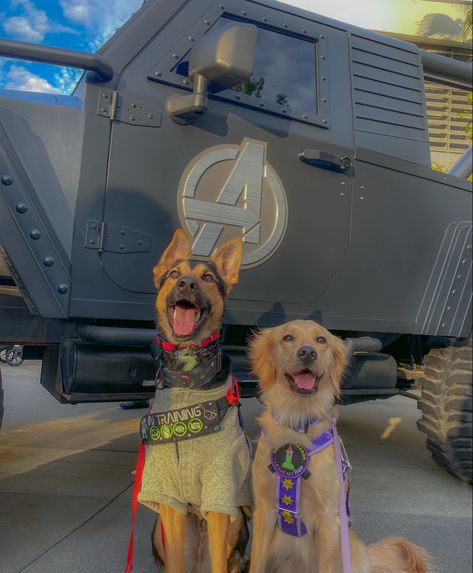 Golden Retriever Service Dog Aesthetic, Service Dog Art, Disney Service Dog, Service Dog Aesthetic, Billy Showalter, Pink Disneyland, Golden Retriever Service Dog, Service Dogs Breeds, Avengers Campus