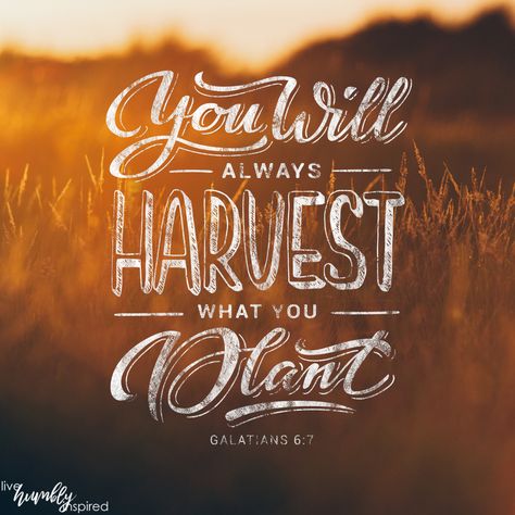 You will harvest what you plant Bible verse Harvest Bible Verses, Harvest Quotes, Farming Quotes, Harvest Bible, Galatians 6 7, The Woodlands Texas, Conference Ideas, Love For God, Church Signs