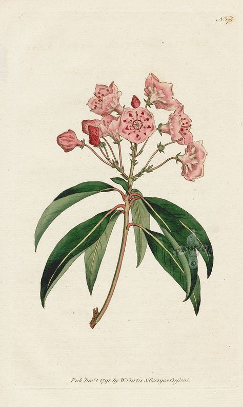 Kalmia Latifolia. Broad-Leav'd Kalmia. from William Curtis Botanical Magazine 1st Edition Prints Vol 6 1787 Kalmia Flower, Picasso Tattoo, Coral Botanical Illustration, Azalea Botanical Illustration, Botanical Studies, Kalmia Latifolia, Scientific Illustration Vintage Plants, Lilac Botanical Illustration, Vintage Botanical Prints