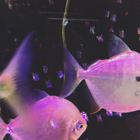 Kokomi Fish, Purple Mermaid Aesthetic, Seapunk Aesthetic, Kokomi Aesthetic, Sangonomiya Kokomi, Pretty Fish, Photographie Portrait Inspiration, Ex Machina, Retro Futurism