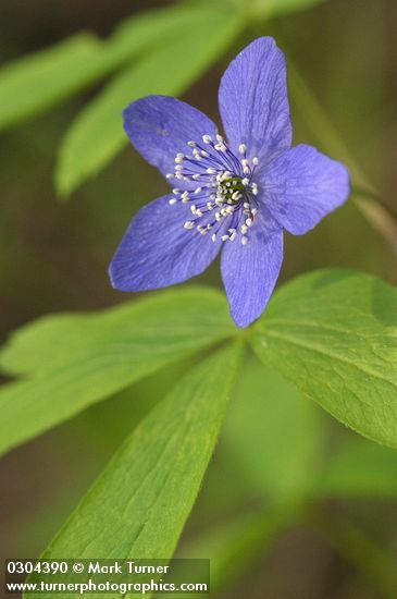 Anemone oregana | Oregon Anemone | Wildflowers of the Pacific Northwest Pacific Northwest Flowers, Flowers Reference, Northwest Flowers, Oregon Washington, Anemone Flower, The Pacific Northwest, Native Plants, The Pacific, Anemone