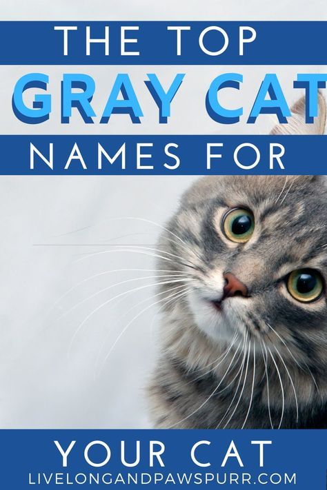 Jul 1, 2021 - Top Gray Cat Names. Naming a pet just like a child can give you some grief. Cats can be a little easier to name because you can easily... Gray Cat Names, Grey Kitten Names, Kitten Names Boy, Grey Cat Names, Tabby Cat Names, Boy Cat Names, Girl Cat Names, White Tabby Cat, Names Cat