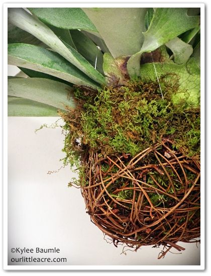 Staghorn Fern String Planter - use grapevine ball w/ moss lining Kokedama Orchid, Staghorn Fern Care, Diy Kokedama, Fern Planters, Diy Planters Indoor, Ferns Care, Hanging Plants Diy, String Garden, Planter Diy