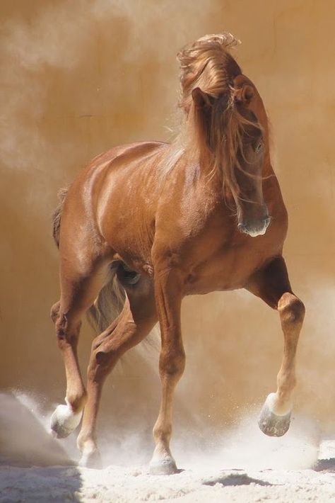 Horse Images, Horses Art, Prancing Horse, Horse Anatomy, Horse Reference, Beautiful Arabian Horses, Horse Paintings, Gorgeous Horses, Horse Pics