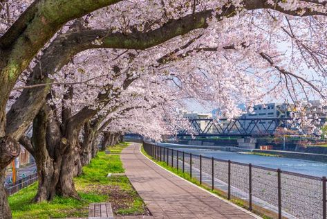 Kyoto Japan Cherry Blossom, Kyoto Sakura, Sakura In Japan, Story Lab, Beautiful Places In Japan, Japan Cherry Blossom, Cherry Blossom Wallpaper, Japan Sakura, Japanese Sakura