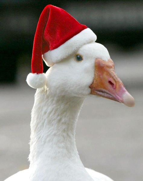 Animals At Christmas, Pitbull Wallpaper, Aflac Duck, Merry Christmas Meme, Christmas Pet Photos, Duck Pictures, Christmas Goose, Pet Ducks, Animals Love