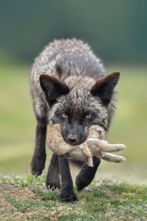 Badass Pictures, Wildlife Travel, Wildlife Pictures, African Elephant, Cute Fox, Arte Animal, Red Fox, Wild Life, An Animal