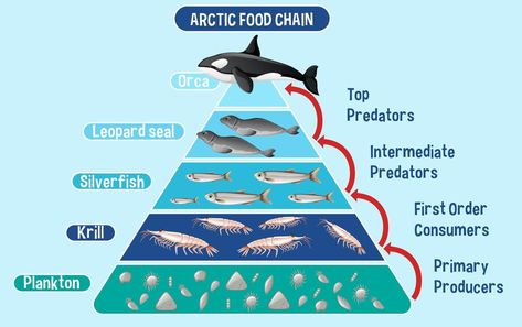 Diagram showing Arctic food chain for education Food Chain Diagram, Ocean Food Web, Ocean Food Chain, Winter Landscape Photography, Oceans 11, Aquatic Ecosystem, Ocean Day, Food Web, Food Chain