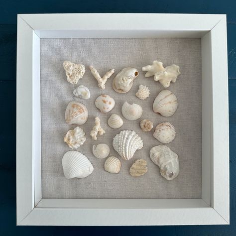 Seashell Art Spiny Jewel Box Shell - 8x8 – Jacqueline MB Designs Shell Shadow Box Ideas, Shell Displays, Seashell Shadow Boxes, Seashell Collection, Shell Display, Types Of Shells, Southern Florida, Seashell Wall Art, Wooden Shadow Box