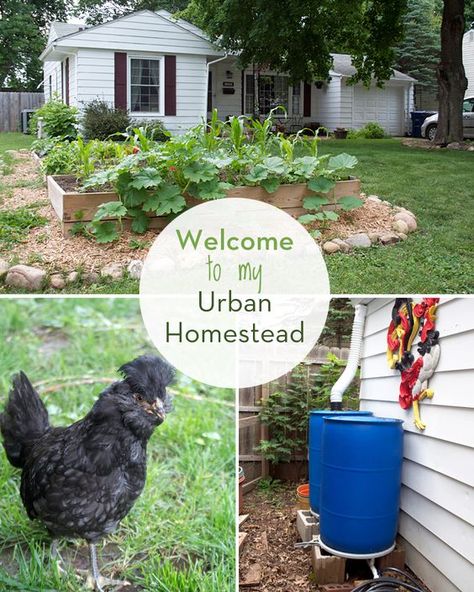 A Tour of My Humble Kitchen's Urban Homestead | myhumblekitchen.com Humble Kitchen, Urban Homestead, Modern Homesteading, Homesteading Diy, Homestead Farm, Homestead Gardens, Future Farms, Homesteading Skills, Urban Farm