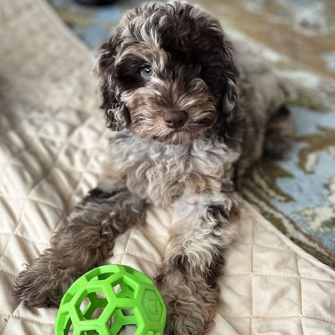 Chocolate Merle Cockapoo, Cockadoodle Puppy, Merle Cockapoo, Merle Dogs, Puppy Cockapoo, Cockapoo Puppies, Blue Merle, Not Love, Cute Dogs And Puppies