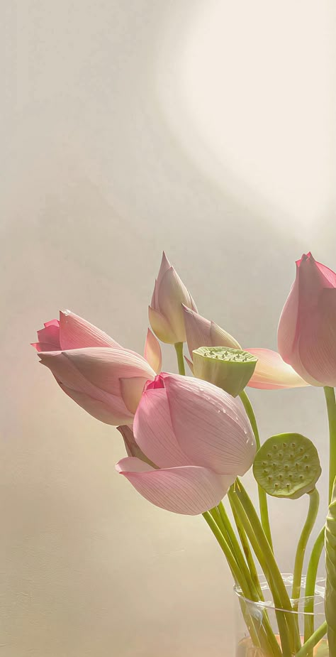 Pink Lotus Wallpaper, Lotus Flower Wallpaper, Lotus Wallpaper, Pretty Flowers Pictures, Lotus Flower Pictures, Photo Frame Wallpaper, Vintage Flowers Wallpaper, Nothing But Flowers, Pink Sunset