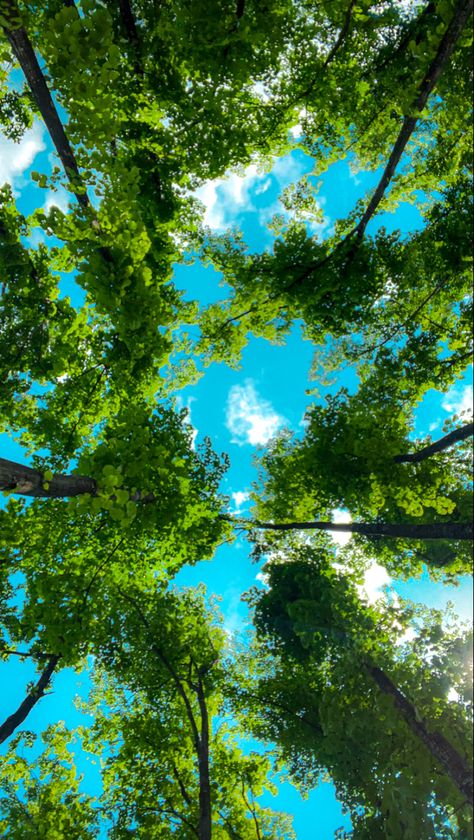 #green #wallpaper #wall #nature #tree #sky #blue #walk #forest Green Yellow And Blue Aesthetic, Blue And Green Aesthetic Wallpaper, Green Wallpaper Wall, Wallpaper Green Nature, Blue And Green Aesthetic, Green And Blue Wallpaper, Blue Green Aesthetic, Blue And Green Wallpaper, Eras Aesthetic