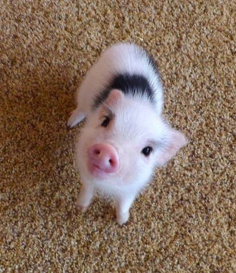 Baby Piglets, Miniature Pigs, Micro Pigs, Teacup Pigs, Cute Piglets, Cute Small Animals, Mini Pigs, Kiernan Shipka