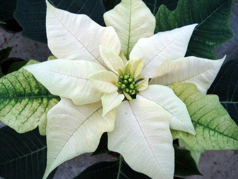 Navidad Natural, Flowers Black Background, White Poinsettia, Christmas Color Palette, Amaryllis Flowers, Most Popular Flowers, Flora Design, Christmas Poinsettia, Floral Poster