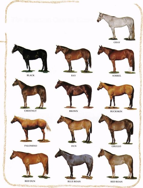 Horse Color Chart, Horse Anatomy, Horse Camp, Horse Colors, Paint Horse, Quarter Horses, Horse Dressage, American Quarter Horse, Horse Crazy