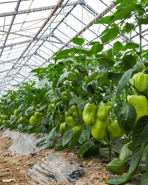 Pepper Plant, Pepper Garden, Pepper Farm, Types Of Peppers To Grow, Pepper Farming, Pepper Plants Growing, Growing Green Peppers, Pepper Harvest, Topping Pepper Plants