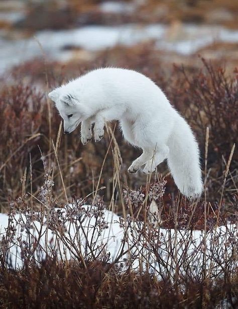 Linocut Animals, Arctic Foxes, Snow Animals, St Francis Of Assisi, Polar Animals, Fox Pictures, Foxes Photography, Pet Fox, Francis Of Assisi