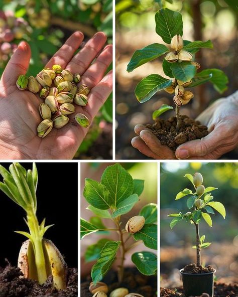 Pistachio Tree, Pistachio Shells, Daily Ideas, Pistachio, How To Grow, Planting, To Grow, Log, Texture