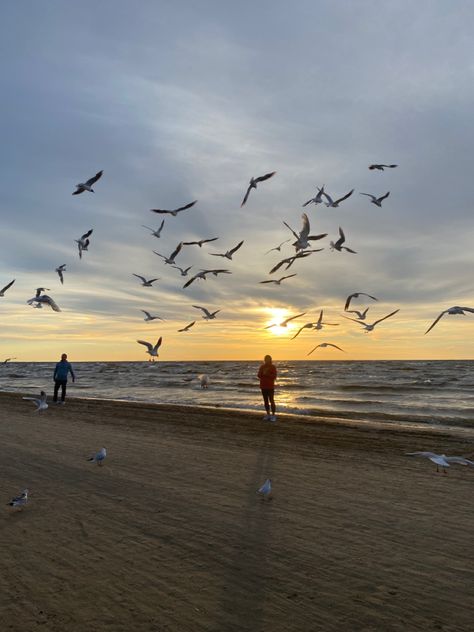 Beach With Seagulls, Around The Worlds, Animals