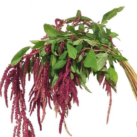 Wholesale Bulk Flowers for Weddings & Events – Page 4 – Kukka Flowers Hanging Amaranthus, Wedding Flower Guide, Flower Guide, Cascade Bouquet, Diy Wedding Flowers, Green A, Wholesale Flowers, Tiny Flowers, Bridal Flowers