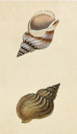 Whelk Shell, Map Room, Sea Plants, Coral Sea, Print Map, Parallel Universe, Antique Prints, Rare Books, Natural History