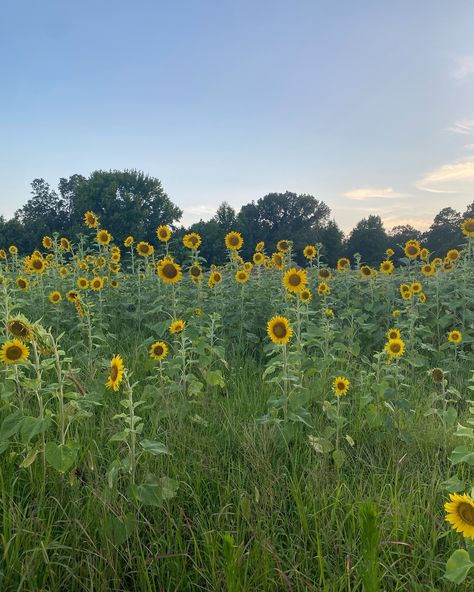 June🌻💐🍅☀️ July Month Aesthetic, June Aesthetic Month, July Season, June Vibes, June Aesthetic, July Aesthetic, Cute Birthday Pictures, June 3rd, Birthday Pictures